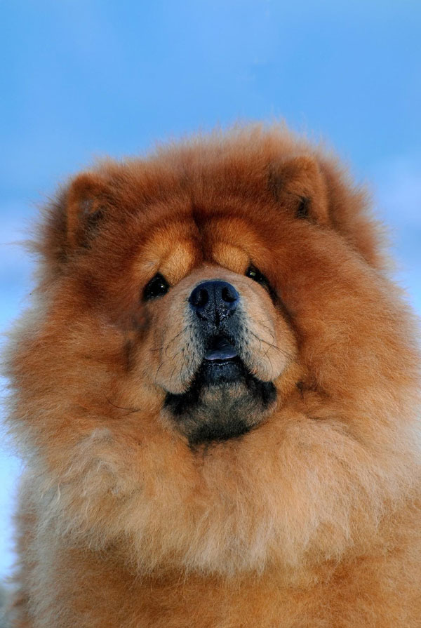 Education du chiot Chow Chow