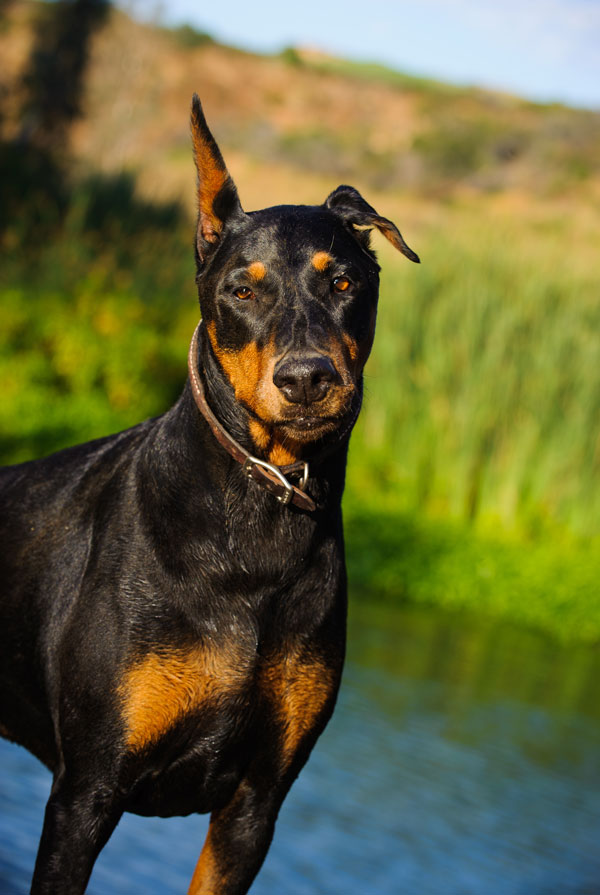 Education du chiot Pinscher Allemand