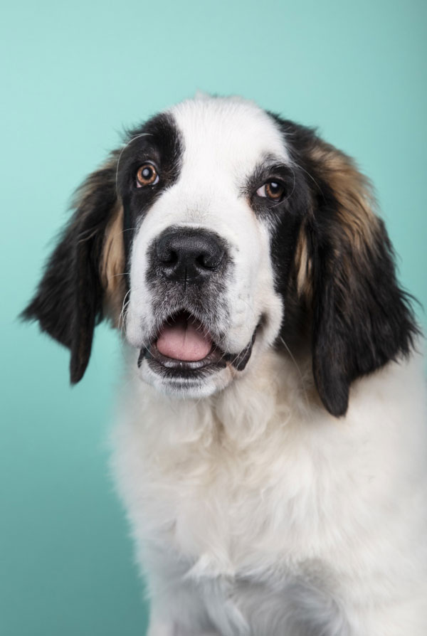Education du chiot Saint Bernard