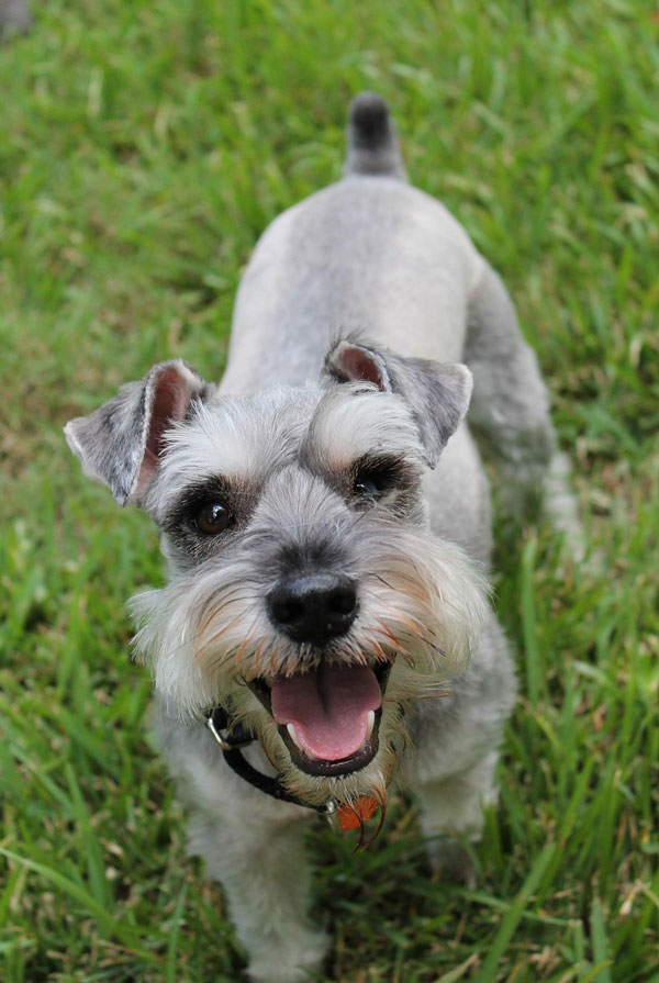 Education du chiot Schnauzer