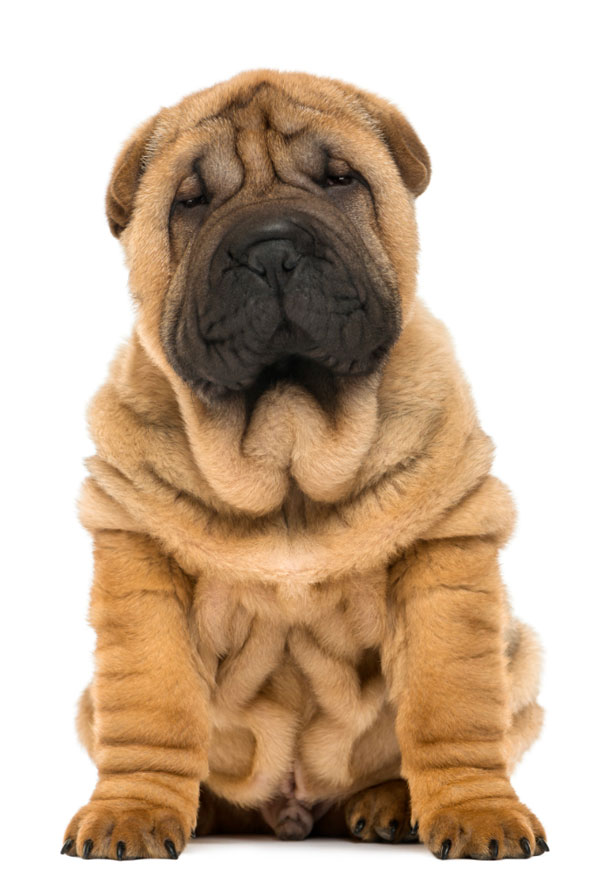 Education du chiot Shar Pei