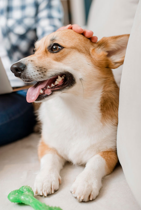 Education du chiot Welsh Corgi