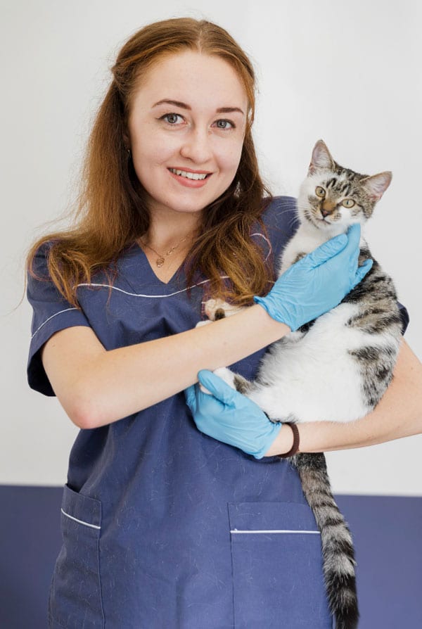 Chat chez le vétérinaire pour une électrocution