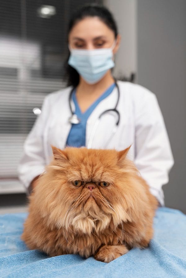 Chat chez le vétérinaire pour un empoisonnement