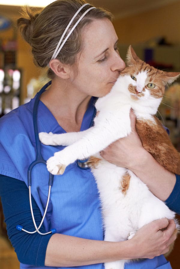 Chat avec une entorse chez le vétérinaire