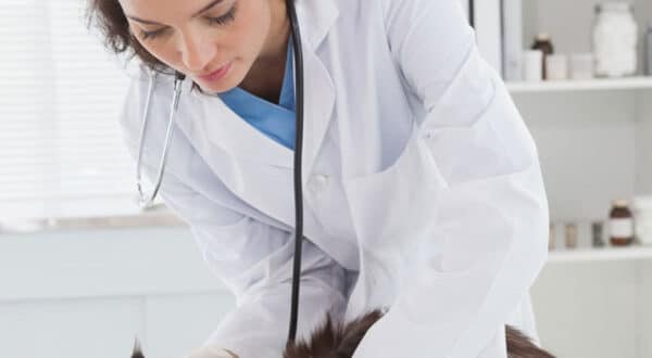 Chat avec une fracture chez le vétérinaire