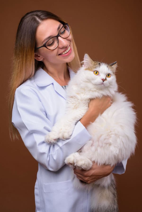 Chat avec un herpès chez le vétérinaire