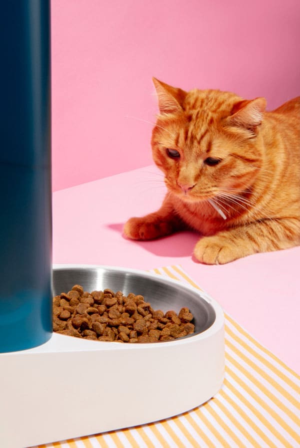 Chat avec une indigestion devant sa gamelle