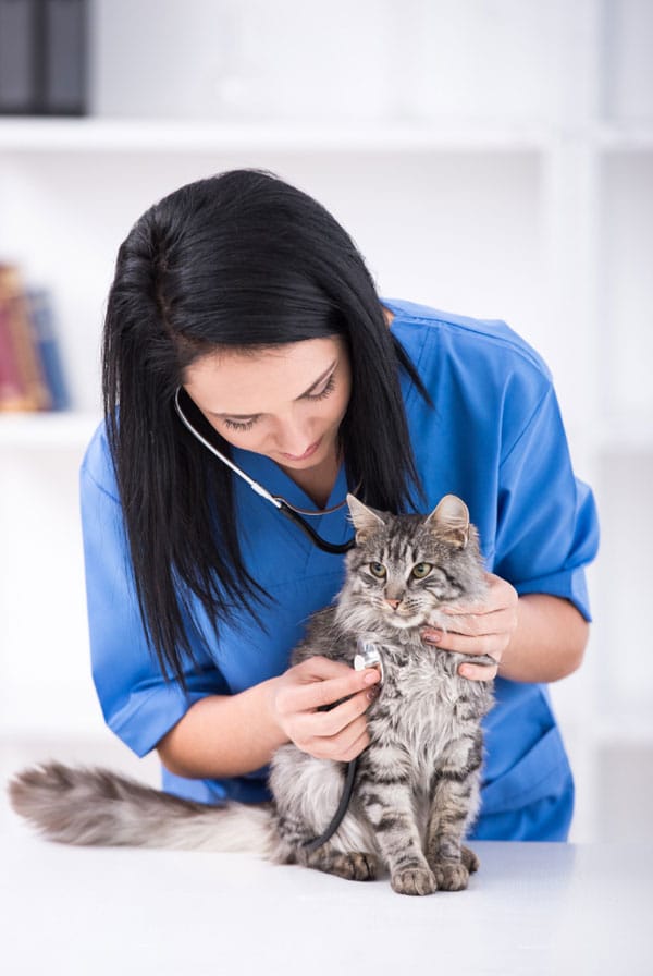 Chat chez le vétérinaire pour une maladie des griffes du chat