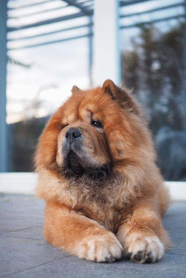 Maladies du Chow Chow