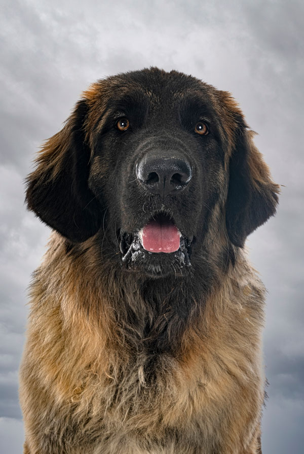 Maladies du Leonberg
