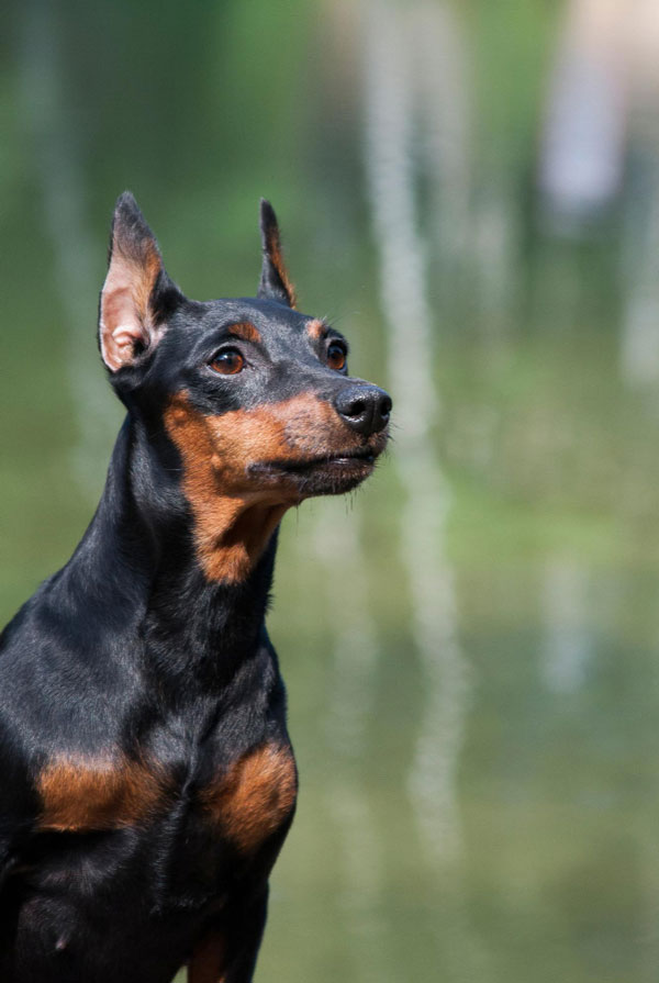 Maladies du Pinscher Allemand