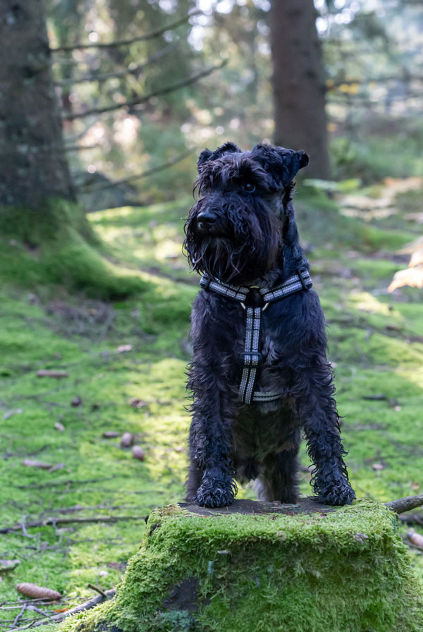 Maladies du Schnauzer