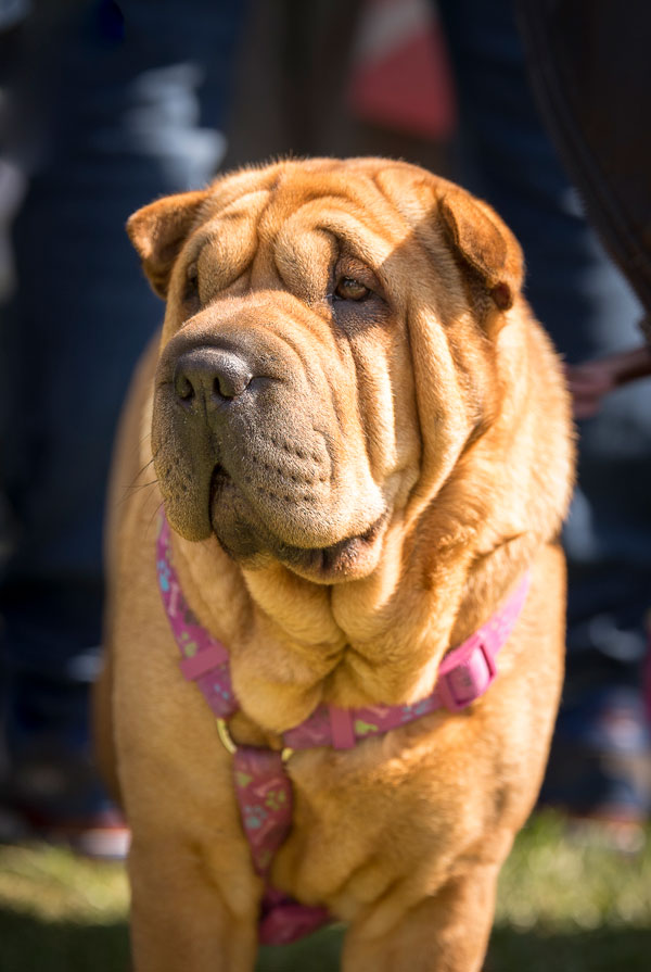 Maladies du Shar Pei