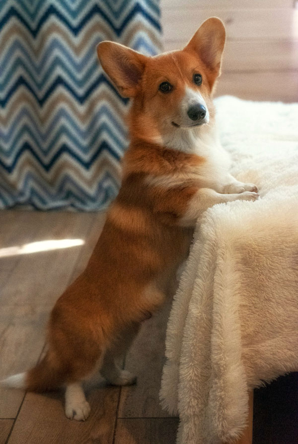 Maladies du Welsh Corgi