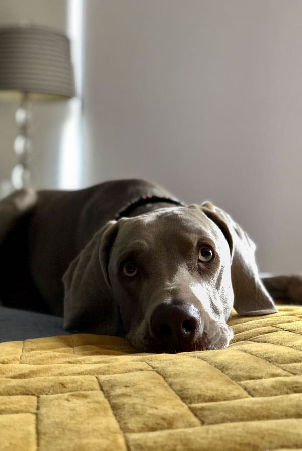 Chien avec un mastocytome