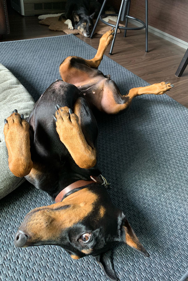 Chien atteint de métrite