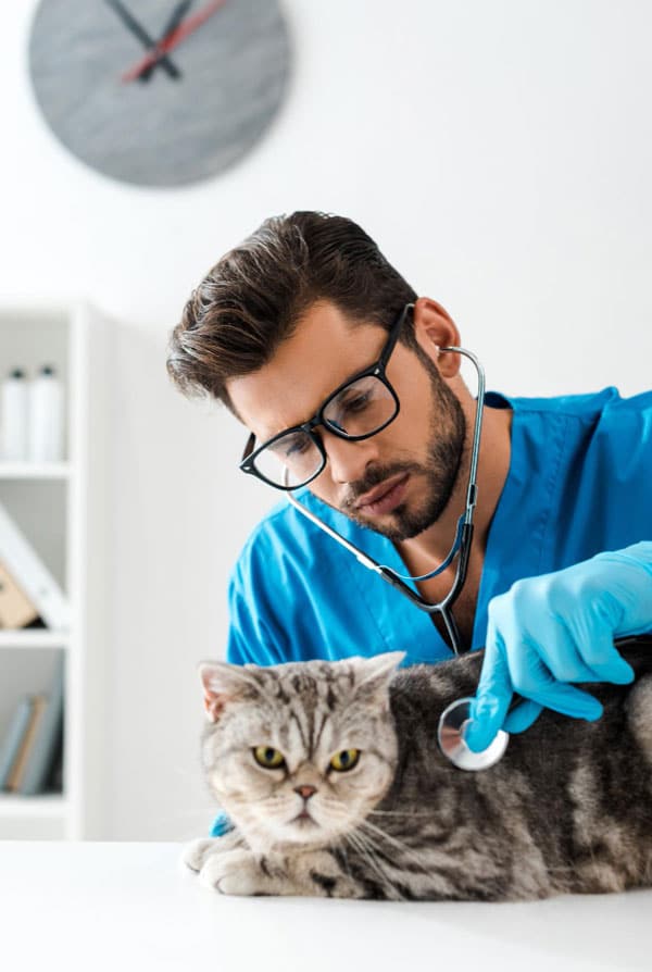 Chat chez le vétérinaire pour une morsure
