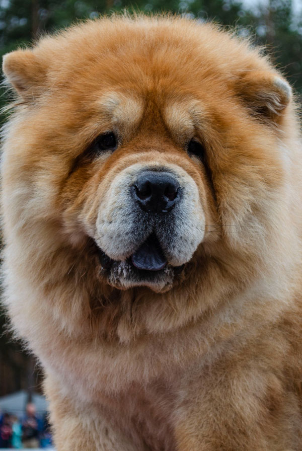 Origine du Chow Chow