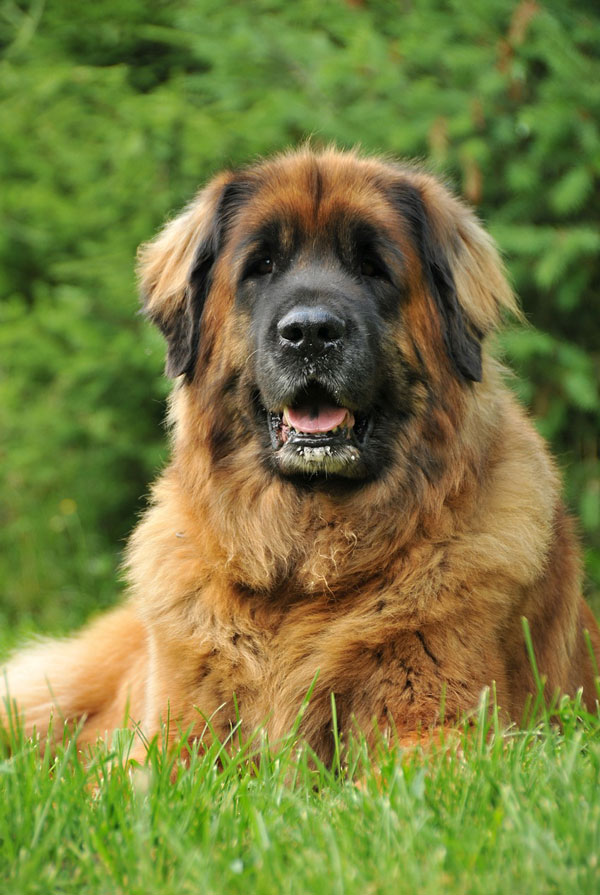 Origine du Leonberg