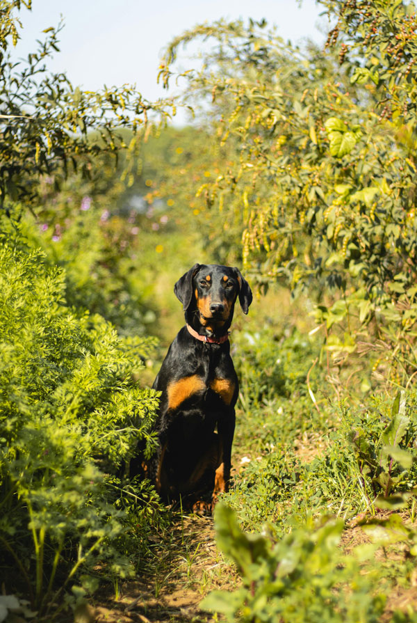 Origine du Pinscher Allemand
