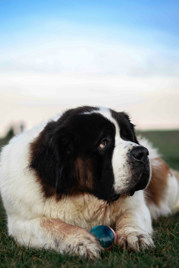 Origine du Saint Bernard