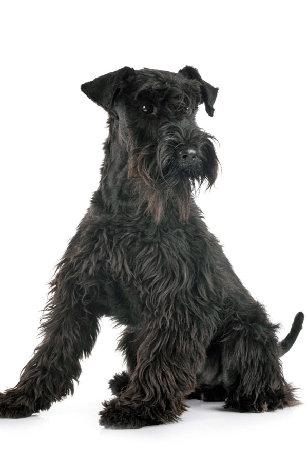 Origine du Schnauzer