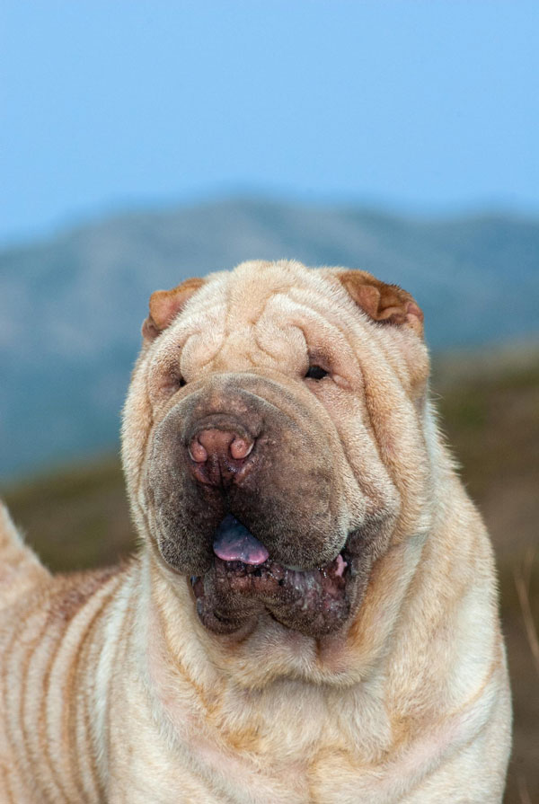 Origine du Shar Pei