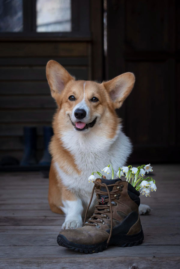 Origine du Welsh Corgi