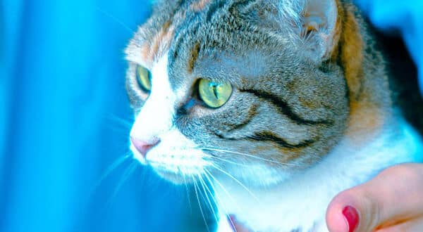 Chat avec une péritonite infectieuse chez le vétérinaire