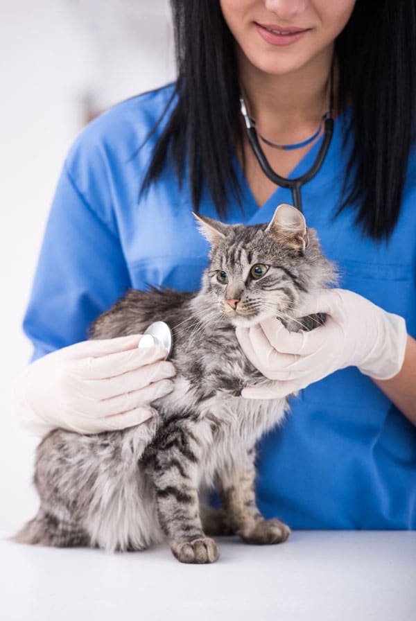 Chat avec une plaie chez le vétérinaire