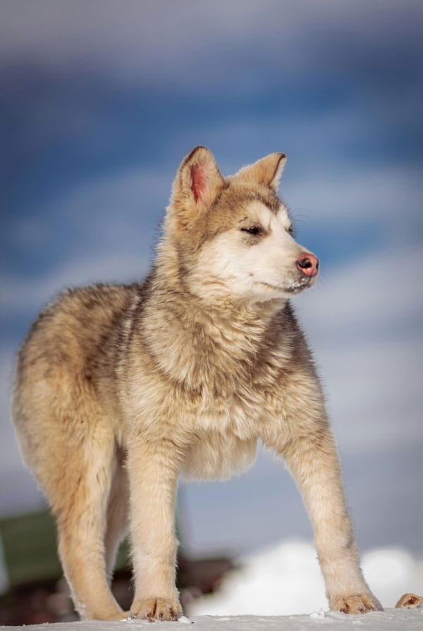 Prix d'achat Chien du Groenland