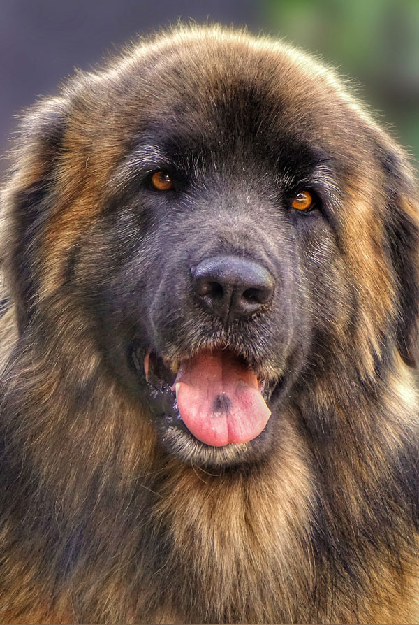 Prix d'achat Leonberg