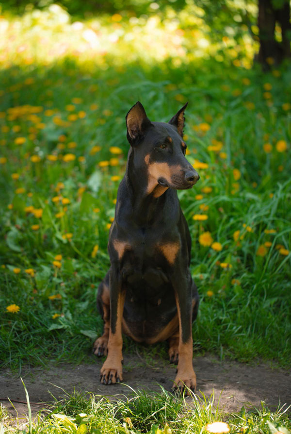 Prix d'achat Pinscher Allemand