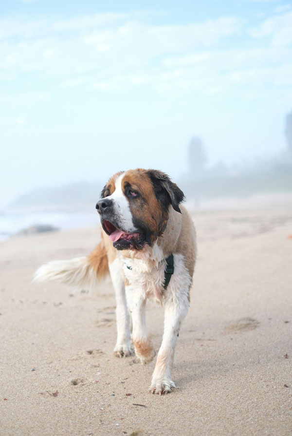 Prix d'achat Saint Bernard