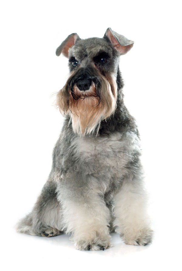 Prix d'achat Schnauzer