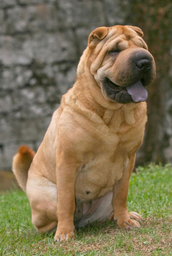 Prix d'achat Shar Pei