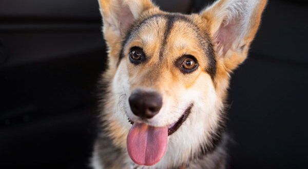 Prix d'achat Welsh Corgi