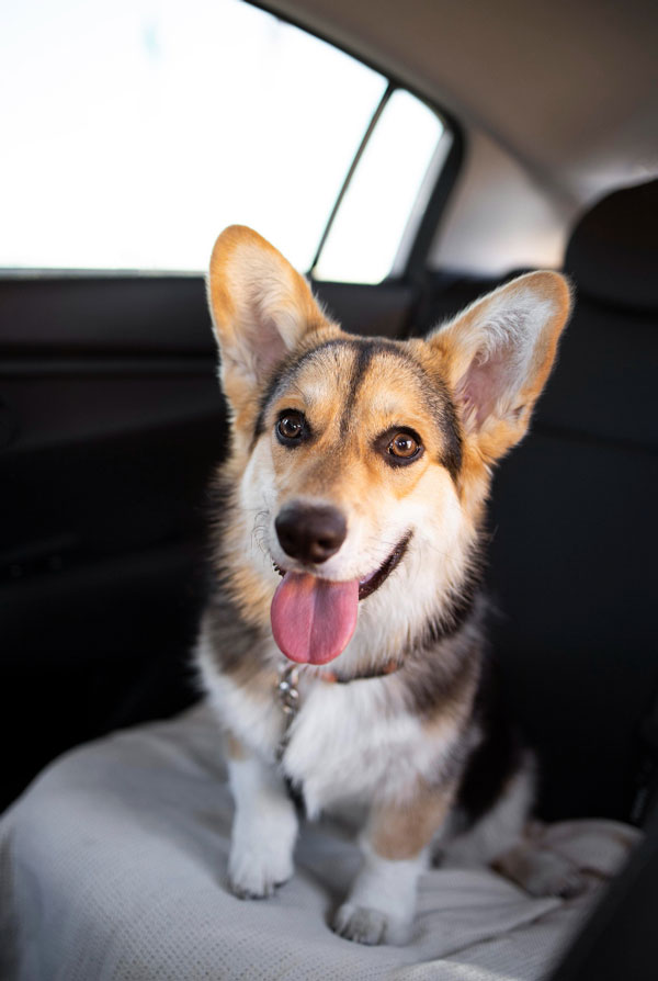Prix d'achat Welsh Corgi