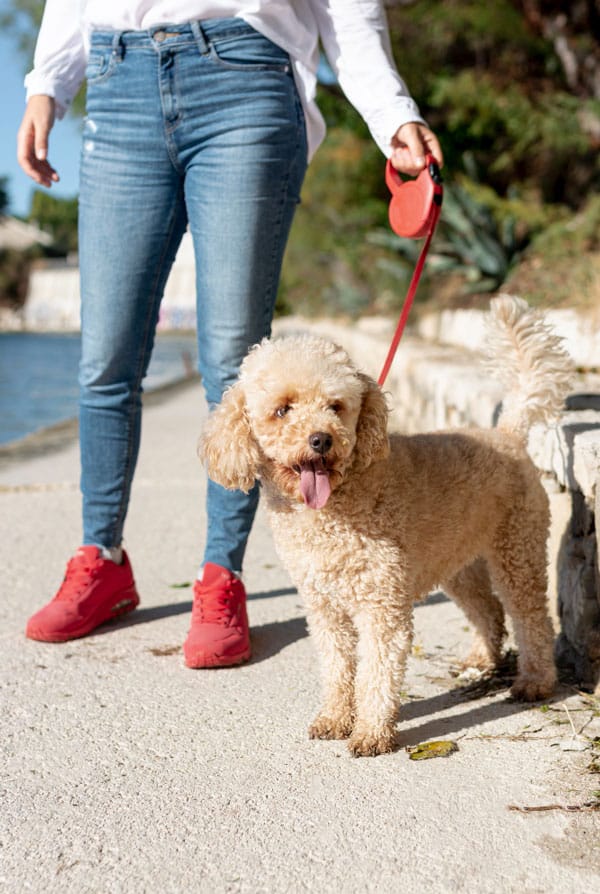 Chien qui se promène en extérieur pendant l'été