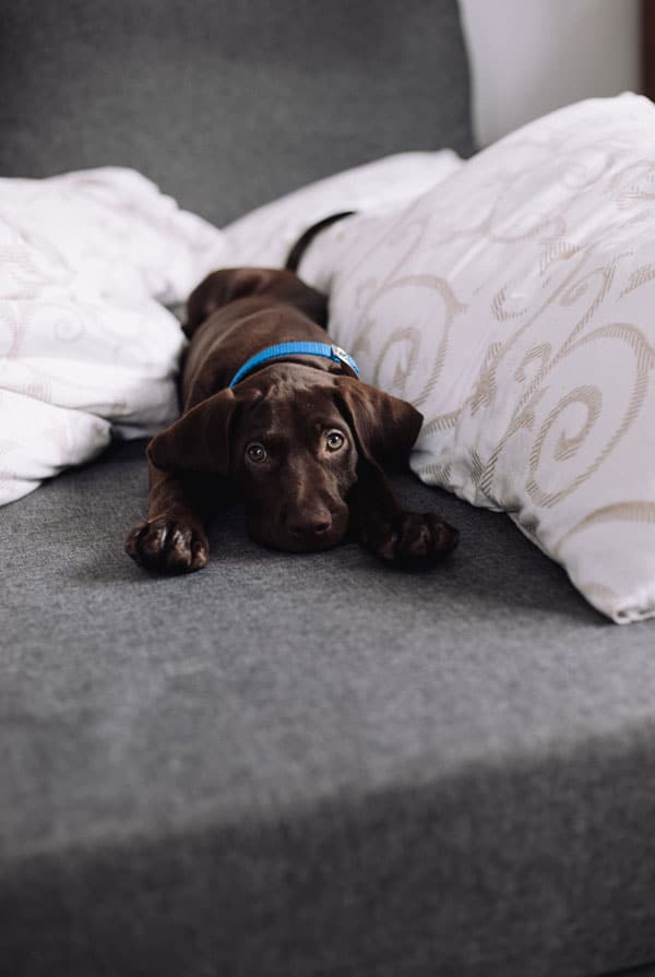 Chien atteint de salmonellose