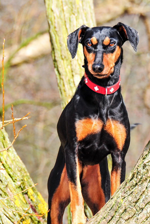 Santé du Pinscher Allemand