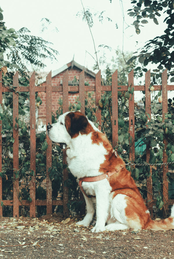 Santé du Saint Bernard