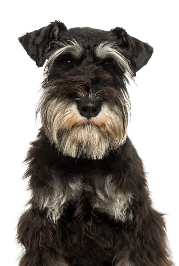 Santé du Schnauzer