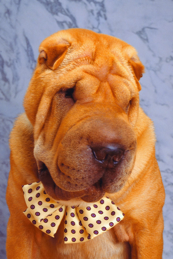 Santé du Shar Pei