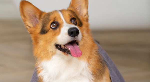 Santé du Welsh Corgi