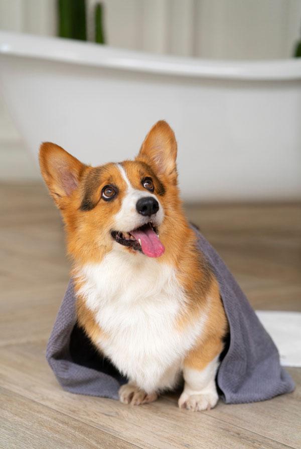 Santé du Welsh Corgi