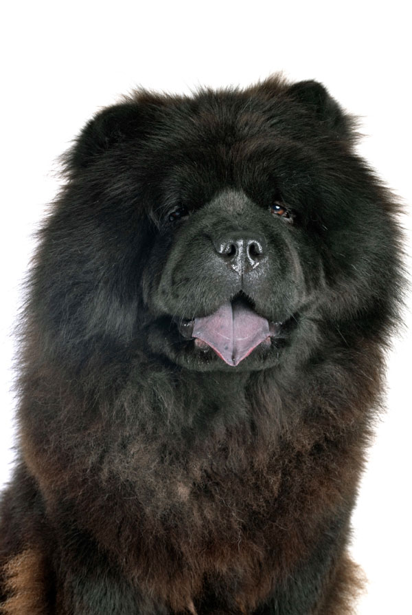 Souscrire assurance Chow Chow