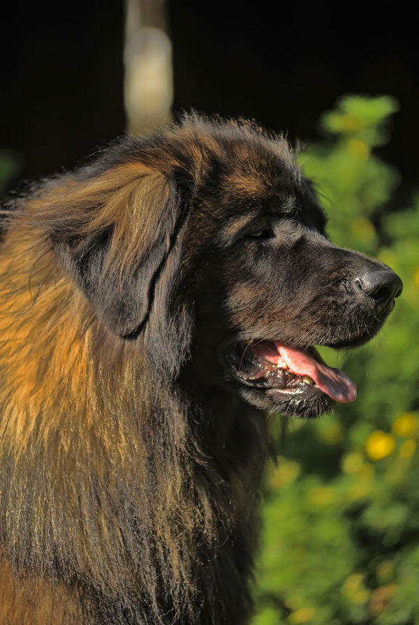 Souscrire assurance Leonberg
