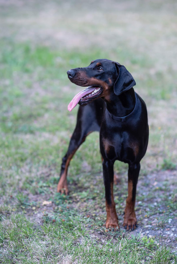 Souscrire assurance Pinscher Allemand